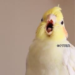 花茶さま専用ページのサムネイル