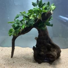 【メルカリ便】盆栽流木　20×10×15cm アヌビアス活着流木 第四種郵便】良型！アヌビアスナナキリンミニ付き流木 17cm - メルカリ