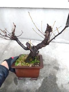 桜 盆栽 8号陶器鉢つき 大株❗古株❗ - メルカリ