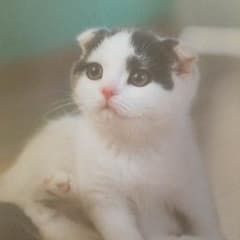 返金ページのサムネイル