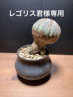ユーフォルビア　オベサ　大株　珍しいまん丸キノコ型アロー木質化のサムネイル