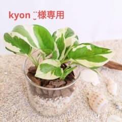 【kyon ¨̮様専用】ポトスエンジョイ＋アイビーインジリーザのサムネイル