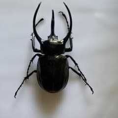 白*て様 アトラスオオカブト 死虫のサムネイル