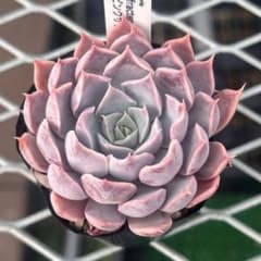 ディフラクテンスxピンクザラゴーサ 実生苗 - メルカリ