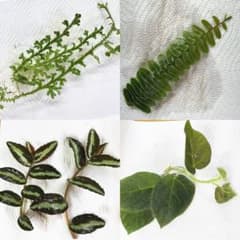パルダリウム植物4種のサムネイル