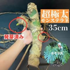 極太モンステラ 茎 35cm 発芽・発根済み 極太モンステラ 茎 35cm 発芽・発根済み - メルカリ