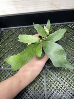 255 ビカクシダ　Fongsiqi モンスタ株 TCのサムネイル