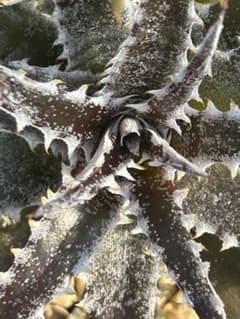 DBディッキア Dyckia Bill Baker hybrid #203 - メルカリ