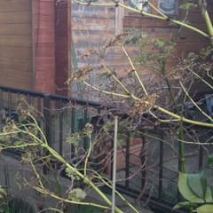 アシタバ　自家栽培　種　100粒以上のサムネイル