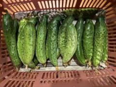 農家直送長野県産 半白きゅうり（東北老品種旱黄瓜）2kgのサムネイル