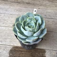 多肉植物 抜き苗 エケベリア ブルーサプライズ ① - メルカリ