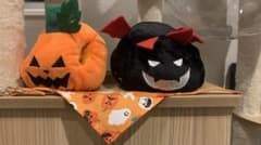 猫ちゃん小型犬用ハロウィン被り物セットオーサムストアおまけ付きのサムネイル