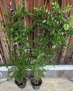 植木屋さんのシマトネリコ2ポット/5号④⑤のサムネイル