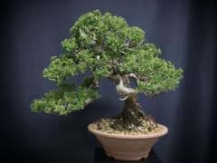 P*P様 真柏 模様木 シャリ芸 捻転 中品 小品 盆栽 樹高26cm - メルカリ