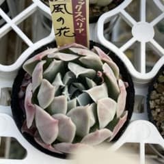 札付き　風の花　ミックスベリアのサムネイル