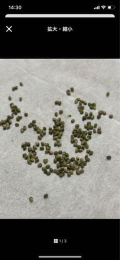 モモイロキランソウのタネのサムネイル