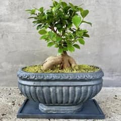 幹極太 多幸の木 ガジュマル 天然苔仕立て 陶器鉢 植え込み発送 - メルカリ