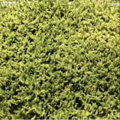 天然ハイゴケ 無農薬 大容量 約40×30cm テラリウム 苔 10枚 - メルカリ