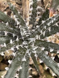 ディッキア Dyckia fosteriana var, Senges f34 - メルカリ