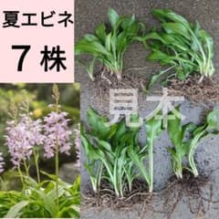 抜き苗7株 夏咲エビネ蘭 海老根 薄紫 山野草 バルブ 新芽 コロニー