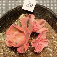 80#観葉植物ア工オニウム錦❤️レッド富士❤️青花瓷❤️1大頭2小頭5cm