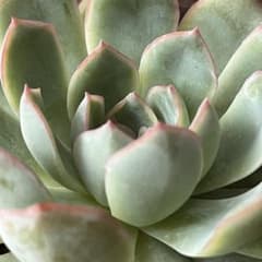 ａスリョン 抜き苗 多肉植物のサムネイル