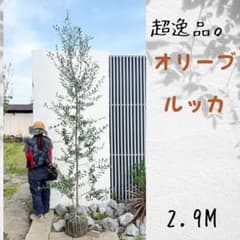 超逸品。オリーブ ルッカ2.9M(鉢底から) - メルカリ