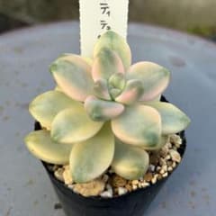ティテュバンス錦＊土つき苗・多肉植物のサムネイル