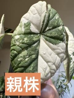アロカシア メロアルボ 芋 斑入り - メルカリ