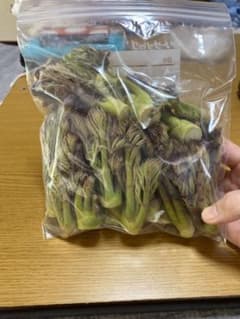 天然 生タラの芽 20本 230ｇ タラノメ たらの芽のサムネイル