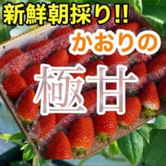 新鮮朝採りかんちゃん農園の甘いいちご - メルカリ