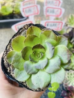 A20アエオニウム　多肉植物　黑魔　抜き苗のサムネイル
