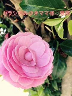 専用のサムネイル