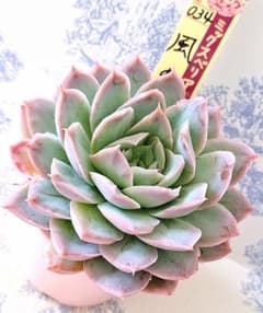 風の花 札付きポットごとメルカリ便おらいさん苗ミックスベリア - メルカリ