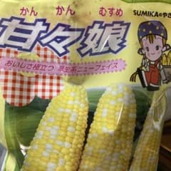 甘くて美味しい〜甘々娘（かんかんむすめ）の種子！のサムネイル