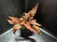 クリプトコリネ アフィニス’ダークオレンジ’ DENNERLE 水上株のサムネイル
