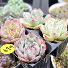 SALE❗️694多肉植物 エケベリア 抜き苗 寄せ植え 人気4種セット