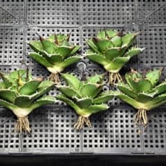 1528 アガベ チタノタ 緑サイ 優良血統子株 5株同梱 1528 アガベ チタノタ 緑サイ 優良血統子株 5株同梱 - メルカリ
