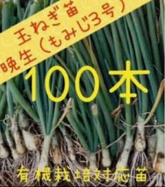 玉ねぎ苗（もみじ3号）100本セット - メルカリ