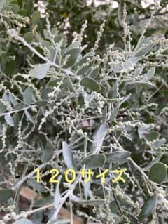 パールアカシア蕾付きのサムネイル