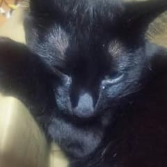 返金のサムネイル
