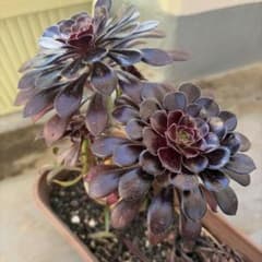 アエオニウム 黒法師 多肉植物 4頭仕立て - メルカリ