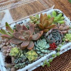 多肉植物 気まぐれ寄せ植え set ⑪のサムネイル
