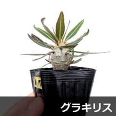 実生】パキポディウム グラキリス 塊根 冬越し株 抜き苗 G17 - メルカリ