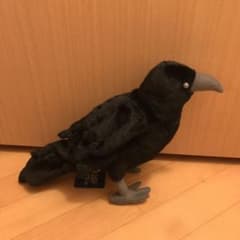 TOMO様　カァ太郎のサムネイル