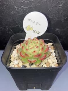 多肉植物 エケベリア サンスター 美株のサムネイル