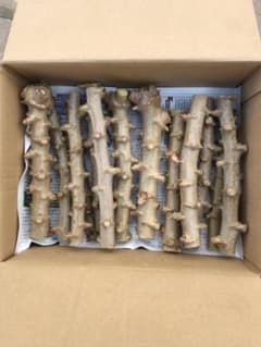 徳之島産キャッサバ苗挿木用苗100本入り ただ今値下げ中 徳之島産キャッサバ苗挿木用苗20本入り - メルカリ