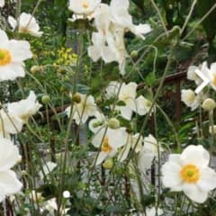 秋明菊　根付き苗　多年草　多年草　植物　観葉植物のサムネイル