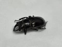 モーミヤマクワガタ ペア 標本用死虫のサムネイル