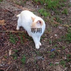 専用のサムネイル